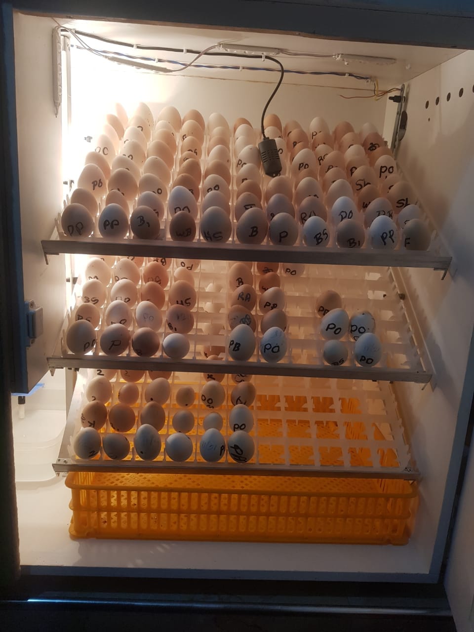 ස්වයංක්‍රීය ඉන්කියුබේටර් 