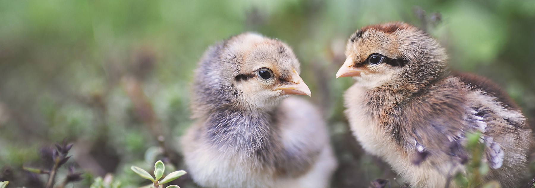 incubator Manufacturer Sri lanka. oto incubator kuliyapitiya, kurunegala kolamba hatchery