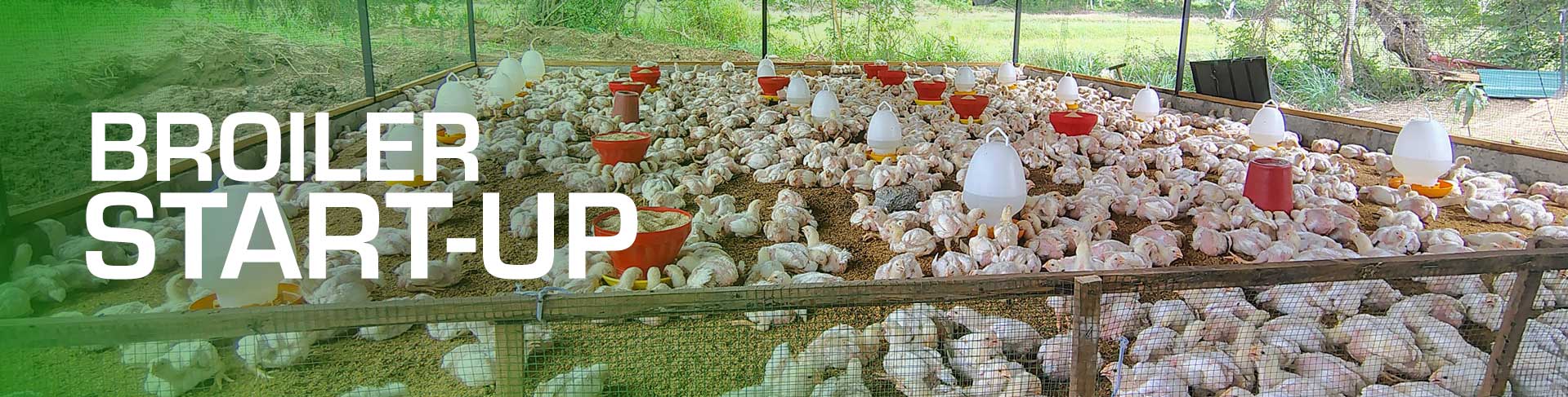 Broiler farming Sri Lanka. RIR Layer Poultry farming