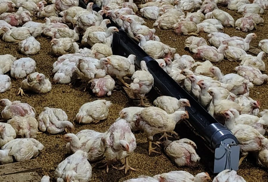 PVC Pipe Auto Drinker making tutorial